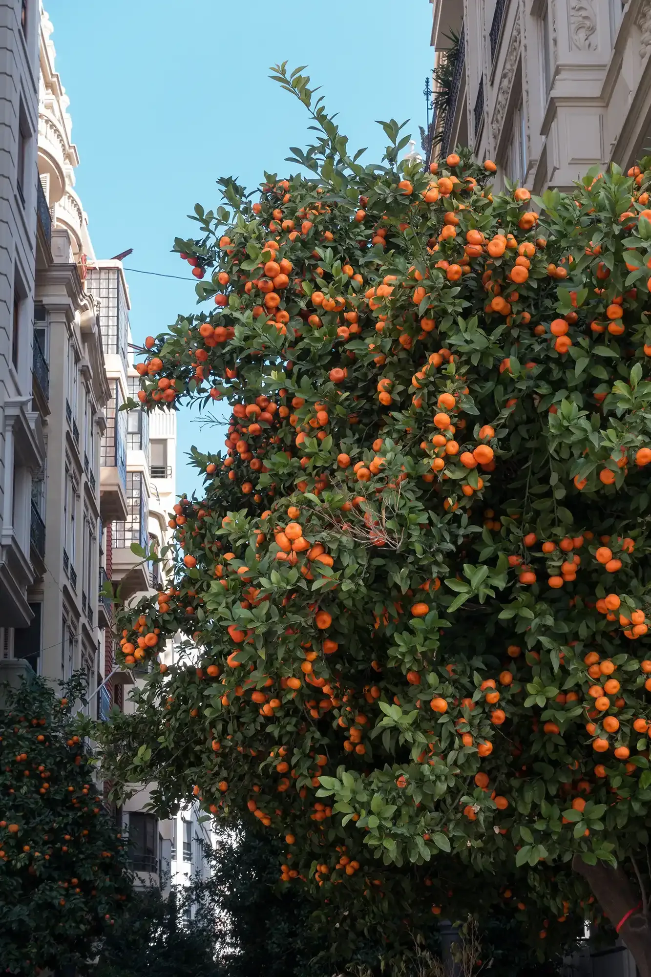 Valencia Stadt Orangen